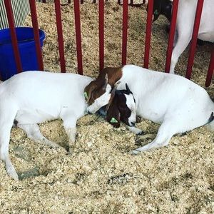 Meet your Posher, Tayler